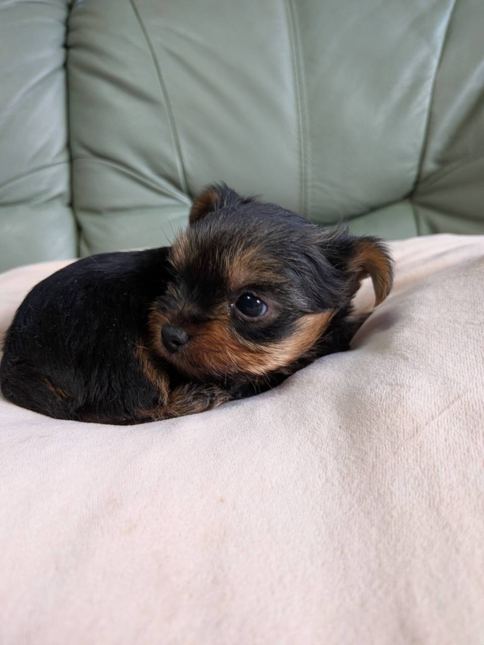 ヨークシャーテリア