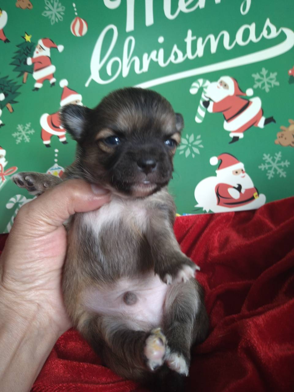 ロングチワワ男の子