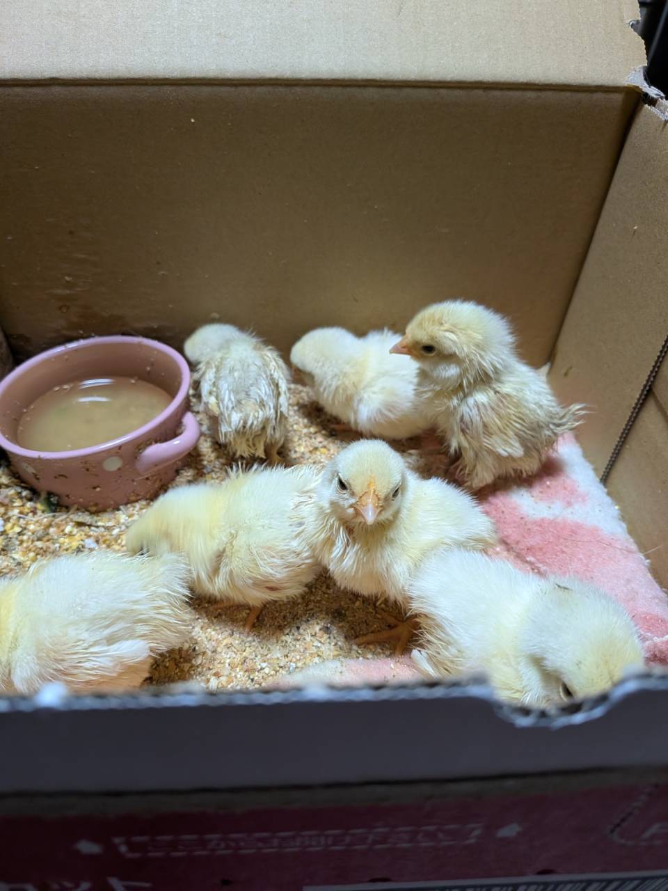 実はヒヨコもいるんです(笑)