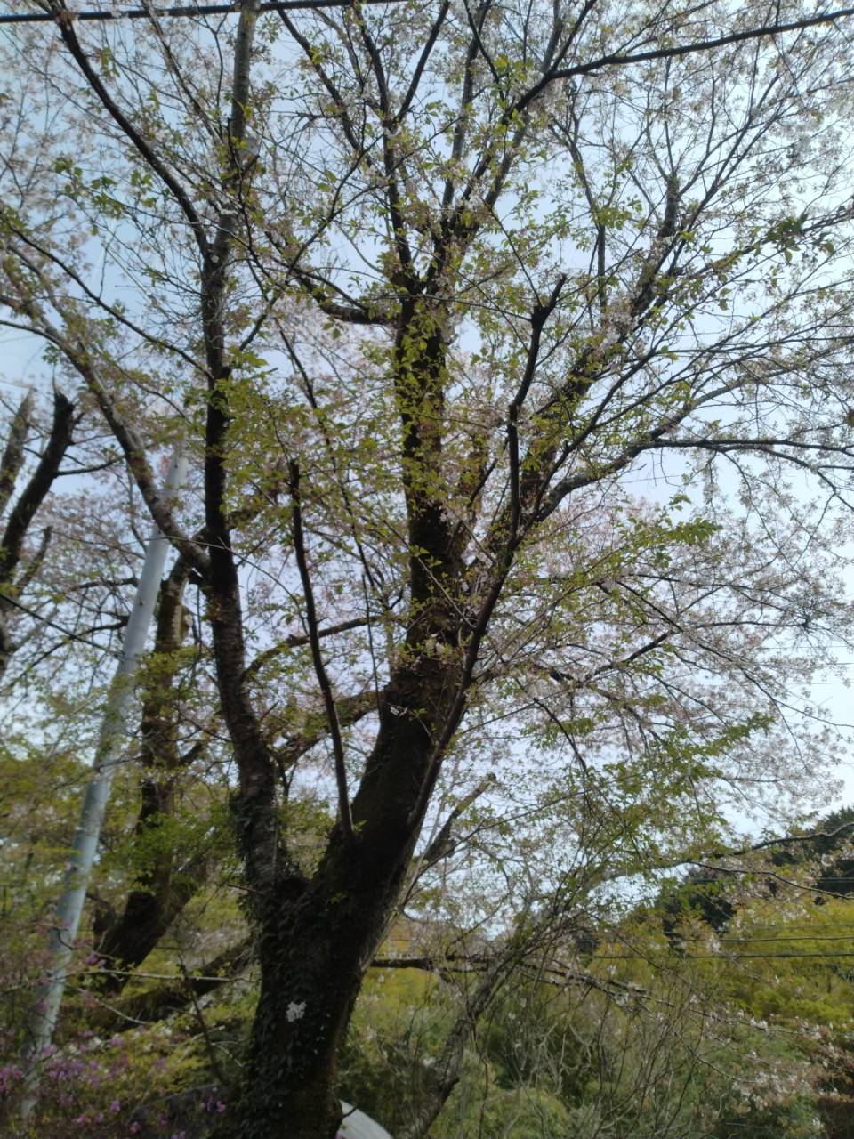 葉桜になりました