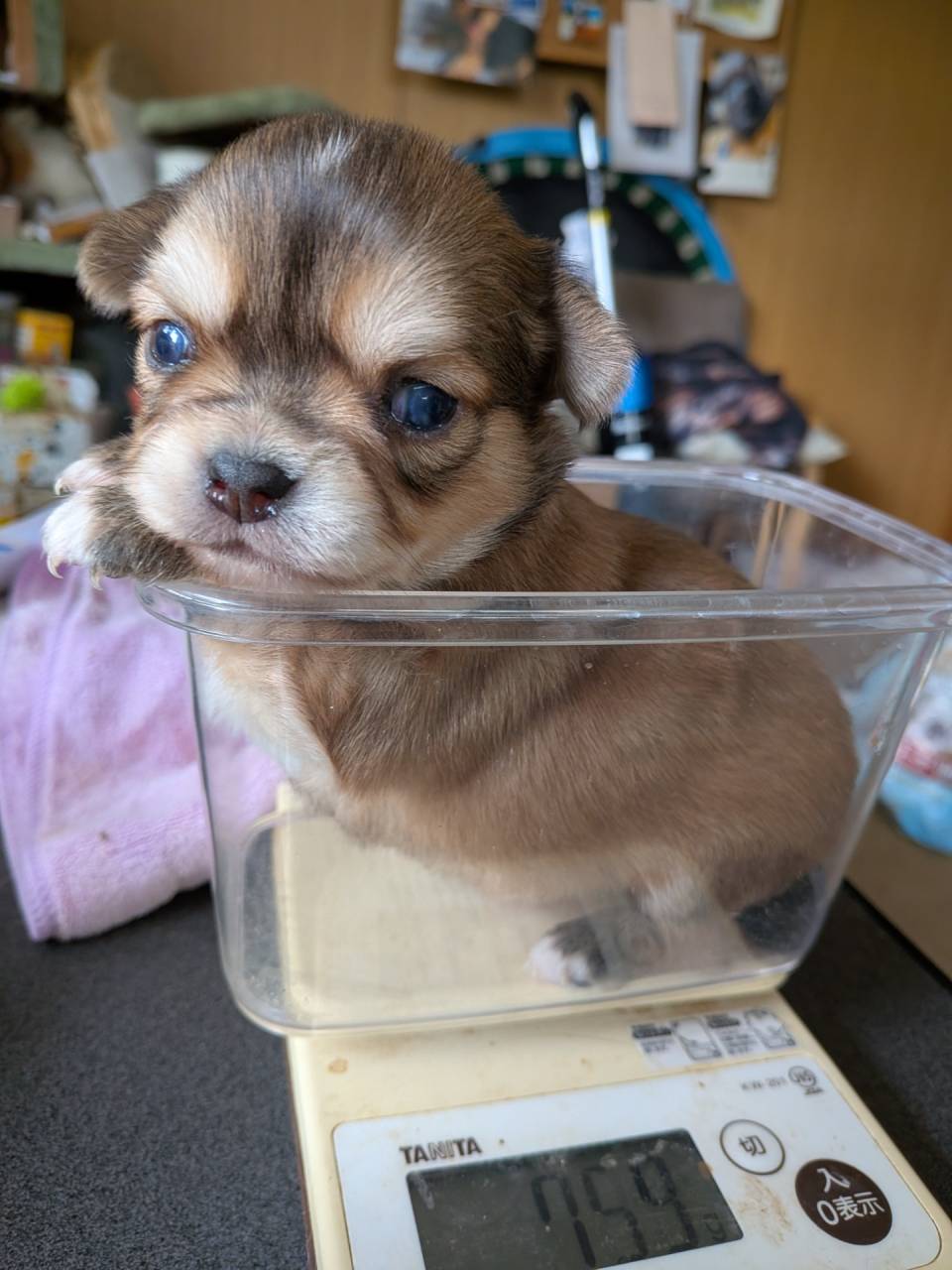 ロングチワワ生まれてます