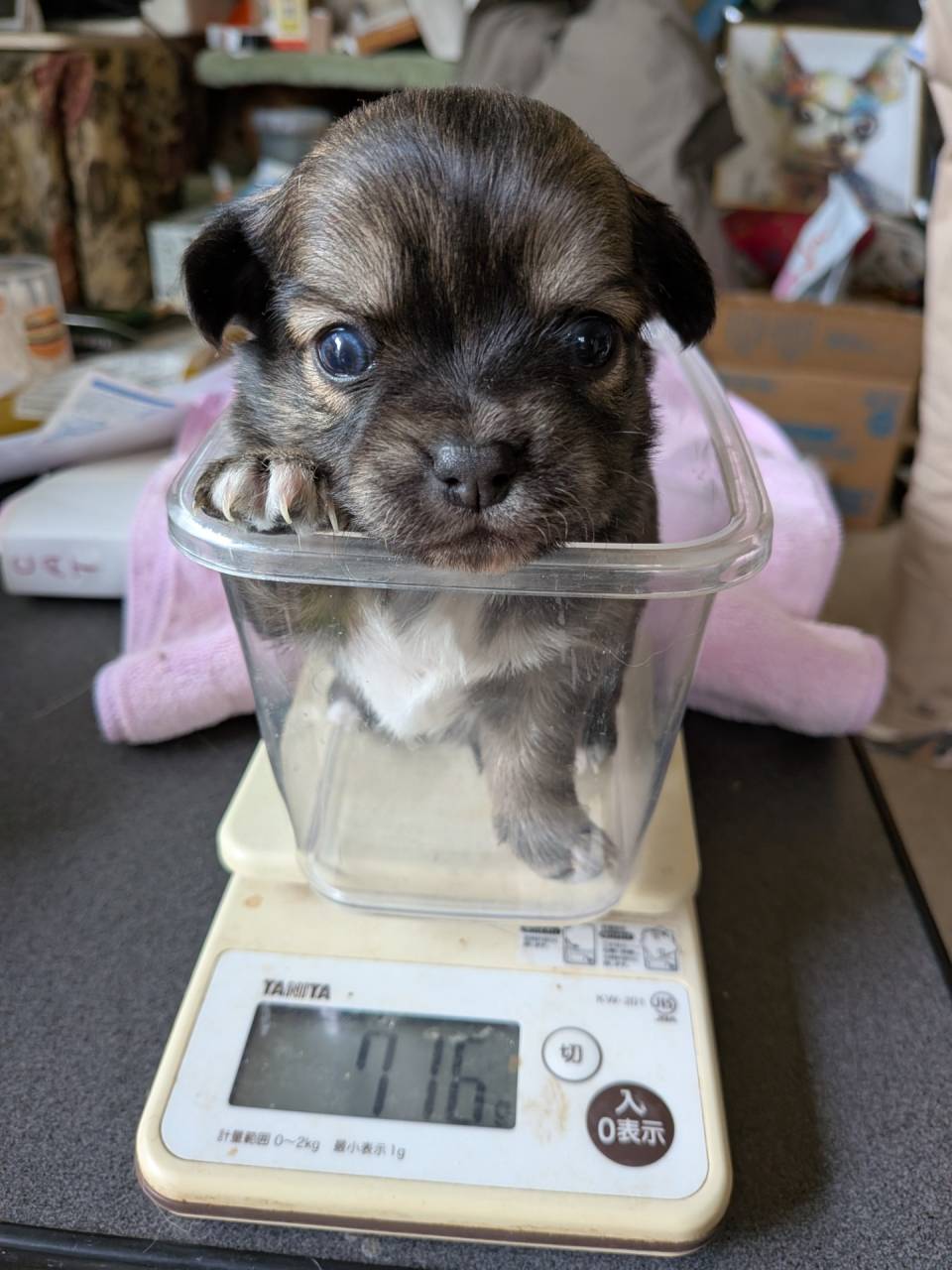 ロングチワワ生まれてます