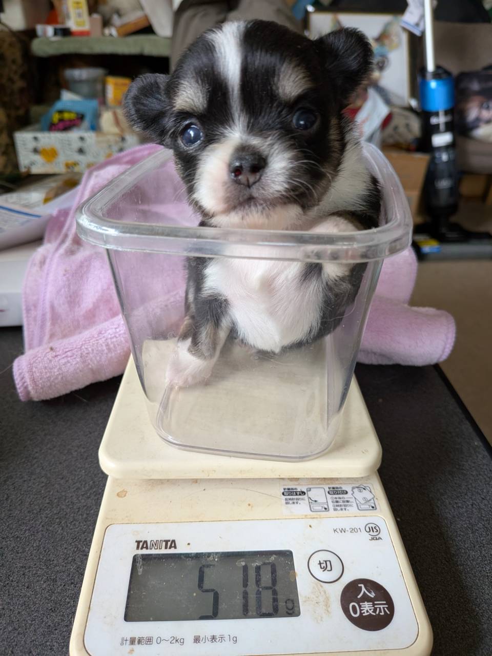 ロングチワワ生まれてます