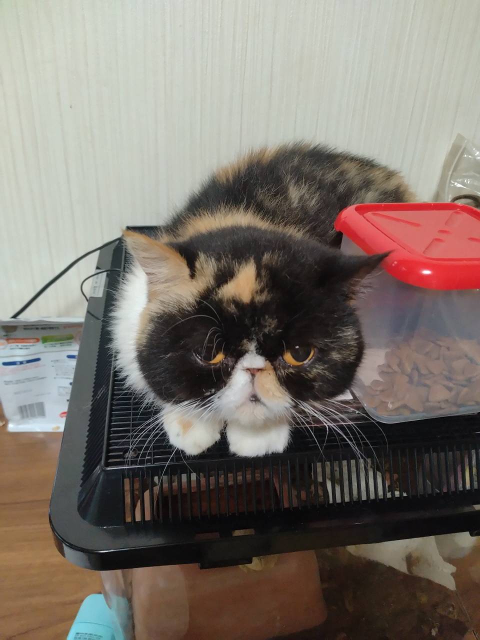 ム-スの仲間たち